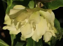 Helleborus 131228.webp