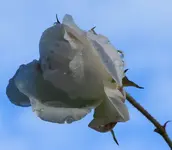 Kletterrose_131228.webp