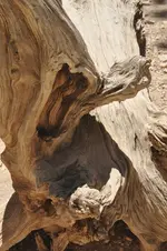 Holz10.webp
