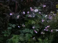 Herbstanemone.webp