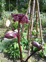 Angelica gigas1.webp