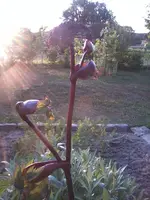 Angelica gigas6.webp