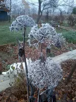 Angelica gigas 2.webp