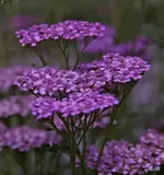 IMG_3502.webp
