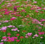 IMG_4155-WM.webp