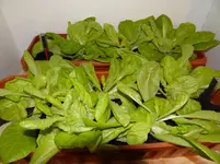 Salat2.webp