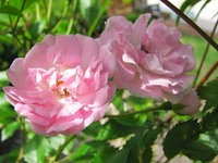 kirschrose.webp