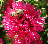 Aster.webp