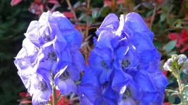 DSCN5921.webp