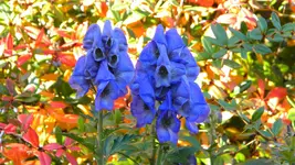 DSCN5826.webp