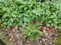 SAM_2665.webp