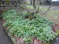 SAM_2673.webp