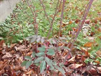 SAM_2669.webp