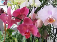039.webp