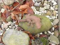 SAM_2680.webp