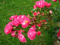 heidetraum.webp