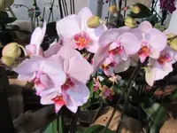 035.webp