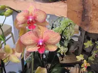 038.webp