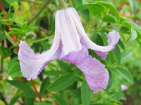 betty corning.webp