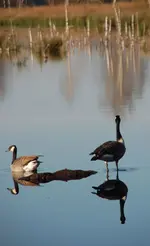 moor6.webp