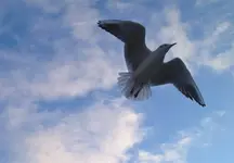 Möve.webp