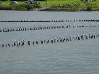Schlei3.webp