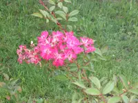 SAM_2148.webp