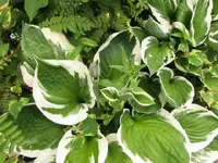 Bild 1703.webp