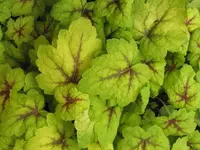 Bild 045.webp