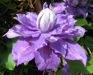 beauty of worchester.webp