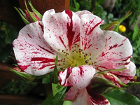 Ecole de Barbizon blüte.webp