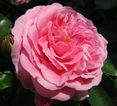 Flower circus.webp