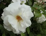 Kletterrose_130619.webp