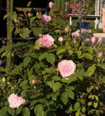 unbekannte Rose_Strauch.webp