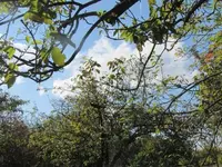 171.webp