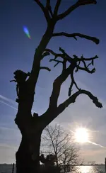 Bäume.webp