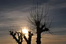 Bäume1.webp