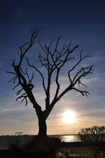 Bäume2.webp