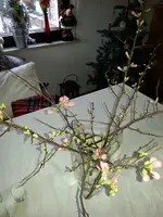 Zierquitte 1  131230.webp