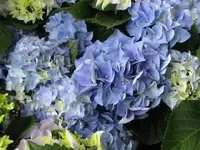 Bild 1468.webp