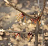 Hamamelis interm Aphrodite.webp