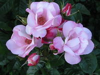 occhi di fata.webp