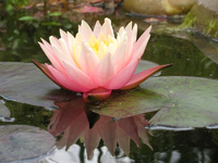 sunny pink.webp