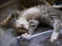 T_Katze_schlaf_2012_mr.ditschy.webp