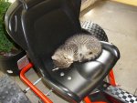 T_Katze_schlaf_Kart_2012_mr.ditschy.JPG