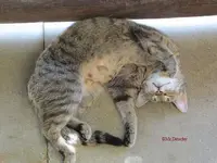 T_Katze_schlaf_Terrasse_2012_mr.ditschy.webp