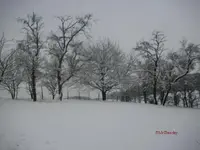 G_Wiese_Oben_Kirschenbaum_Schnee_03_2012_mr.ditschy.webp