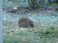 DSCN6343.webp