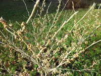 SAM_2703.webp