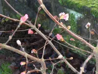 SAM_2697.webp